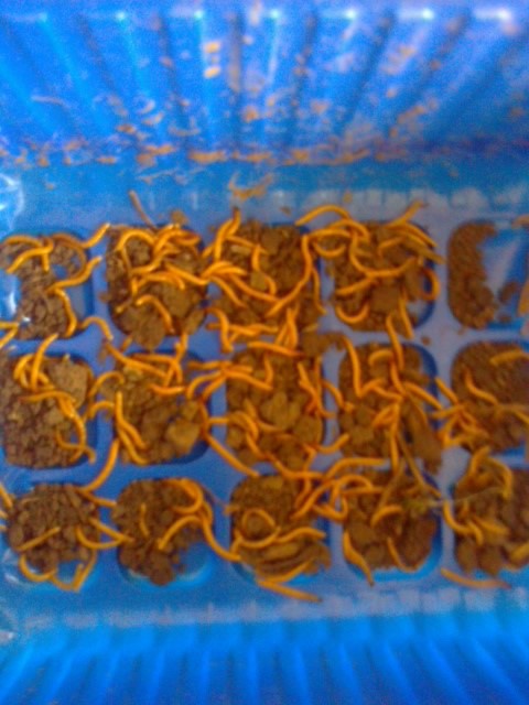 Fotografie1251      Viermi SARMA -foto